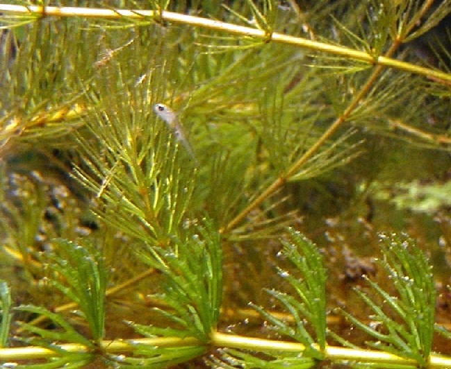 I Terracquari del Centro di Entomologia - Piombino (LI)